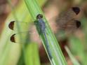 Uracis imbuta (Tropical Woodskimmer) male-3.jpg